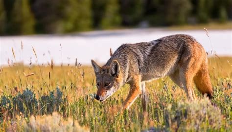 Coyote In Lamar Valley Yellowstone Nat Park Searching For Rodents At