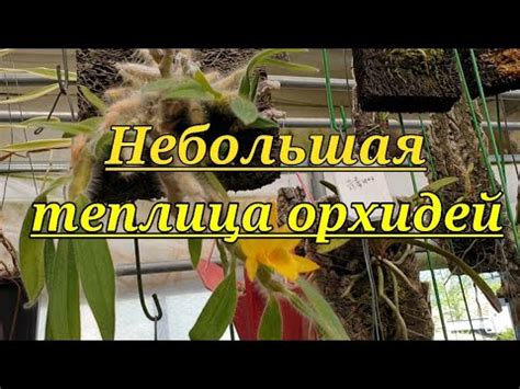 Небольшая теплица орхидей. - YouTube