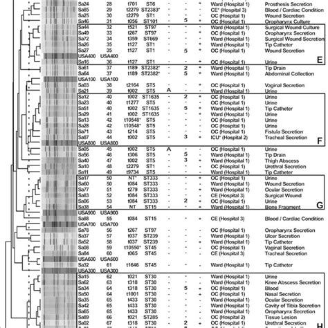 Pfge Dendrogram Of 31 Mrsa Isolates And Reference Strains Oc