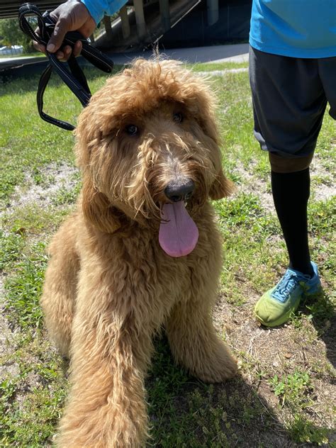 Hank the Goldendoodle 🐶 : r/Goldendoodles