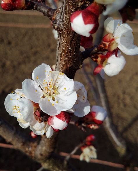 Primavera Cereza Florecer Foto Gratis En Pixabay Pixabay