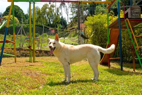 Blonde German Shepherd Everything You Need To Know