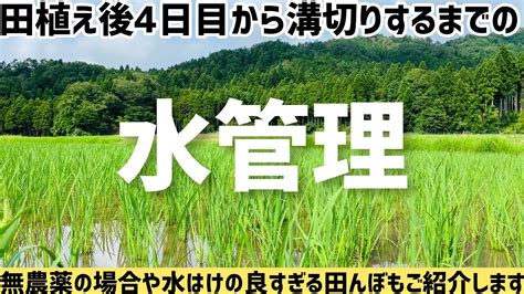 田植え4日後から溝きりまでの水管理をご紹介！無農薬・減農薬の場合は？水持ちの悪い田んぼの水管理方法は？お答えします！（rice Is