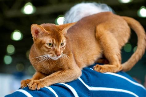 5 Amazing Long Legged Cat Breeds Wise Kitten