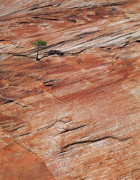 Isolated View Photograph By Paul Breitkreuz Fine Art America