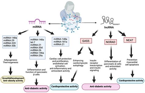 Human Breast Milk Exosomes: Affecting Factors, Their Possible Health