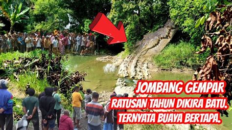 Masih Hidup Buaya Bertapa Jadi Batu Di Jombang Kembali Viral YouTube