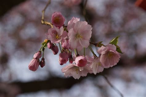 Japanese Cherry Tree Branch