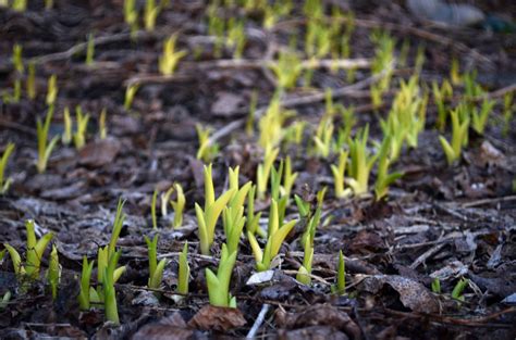 Early Spring Shoots Free Stock Photo - Public Domain Pictures