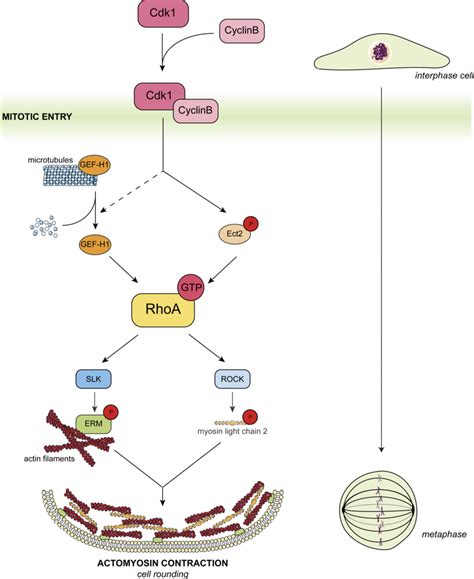 Model for ERM activation and cell rounding at mitosis entry. The ...