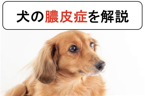 犬の膿皮症を丁寧に解説 わんらぶ大学