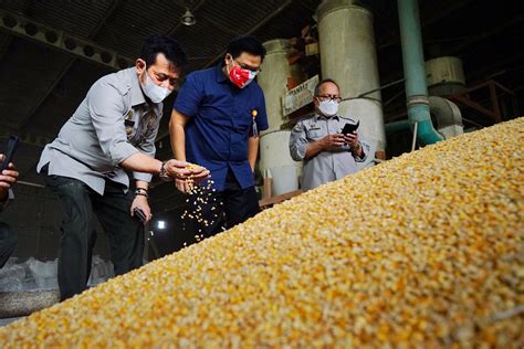 Ri Bakal Impor Ribu Ton Jagung Pakan Ternak Tiba Pada November