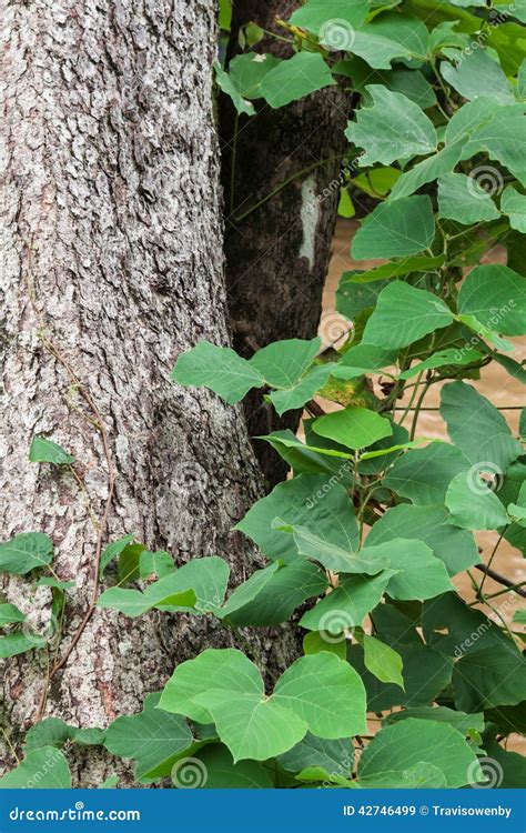 Kudzu стоковое изображение. изображение насчитывающей естественно ...