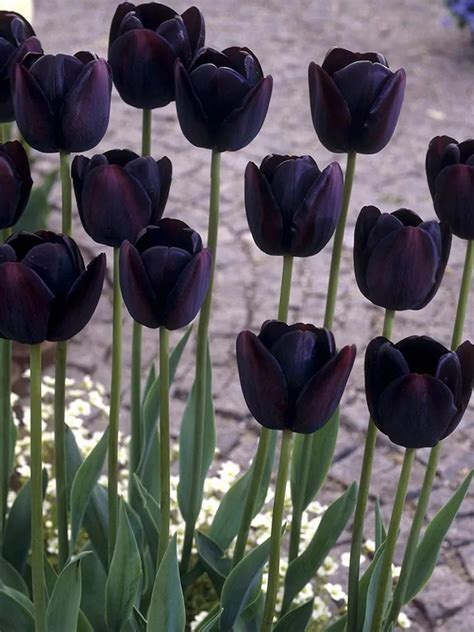 Van Zyverden Queen Of Night Tulip Bulbs Gardeners Supply