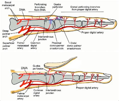 Illustration Of The Vascular Basis Of Flaps Raised From The Dorsum Of