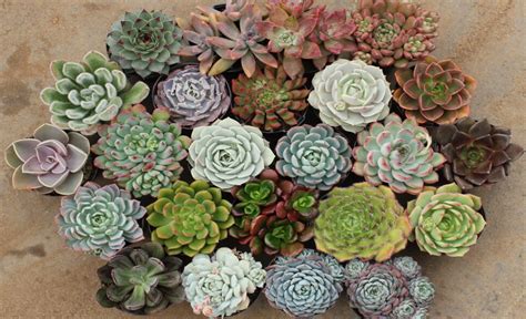 Изумительная флора: Суккуленты
