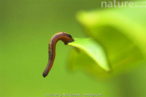 Stock Photo Of Painted Tiger Leech Haemadipsa Picta Waiting On Leaf