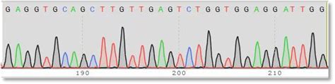 Hybridoma Antibody Gene Sequencing Monoclonal Antibody Sequencing Detaibio