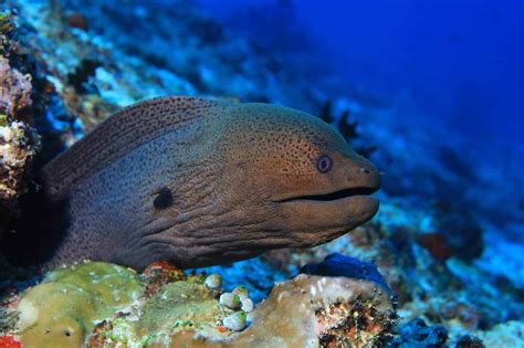 Moray Saltwater Eel - Complete Aquarium Care Guide | Fishkeeping World