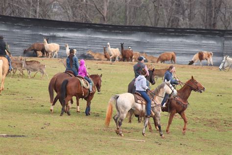 Blog - Lazy 5 Ranch