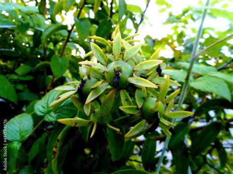 Planta Fruta Ora Pro Nobis Pereskia Aculeata Stock Photo Adobe Stock