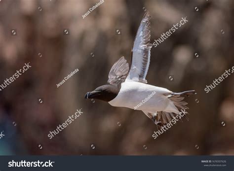 Razorbill Flying Alca Torda Saltee Island Stock Photo