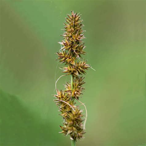 Carex Stipata Fox Sedge Seed