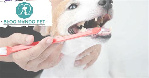 Prevenindo Problemas Dentários em Pets Guia para uma Higiene Bucal