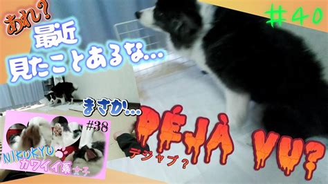 【ボーダーコリーあずき】おかえり、飼い主！【デジャヴ？】40 Border Collie Azuki Déjà Vu 40