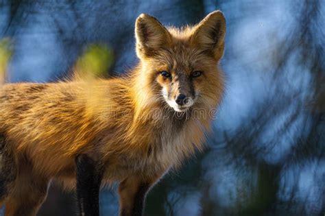 Portrait Of An American Red Fox Stock Photo Image Of Colours