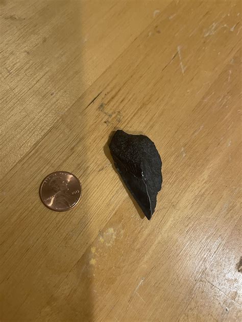 Found This Broken Shark Tooth A While Back At A Beach By Charleston