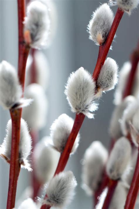 White Flowering Pussy Willow Free Shipping Wilson Bros
