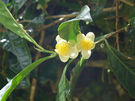 Семена Камелии Фото — Фото Картинки