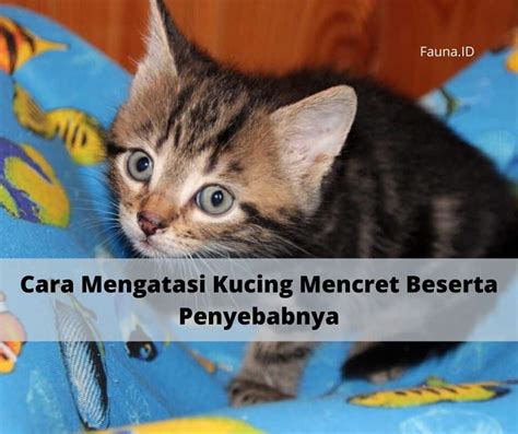 Cara Mengatasi Kucing Mencret Beserta Penyebabnya Faunaid