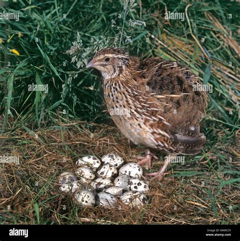 female quail  res stock photography  images alamy