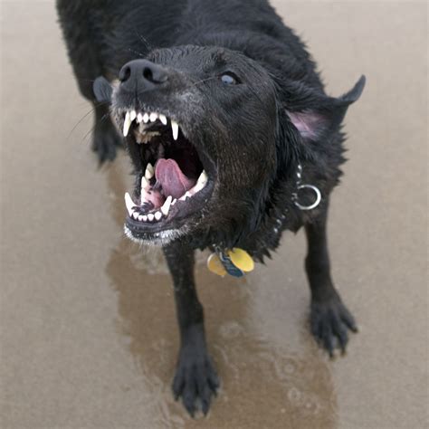 Why Do Dogs Attack Small Dogs