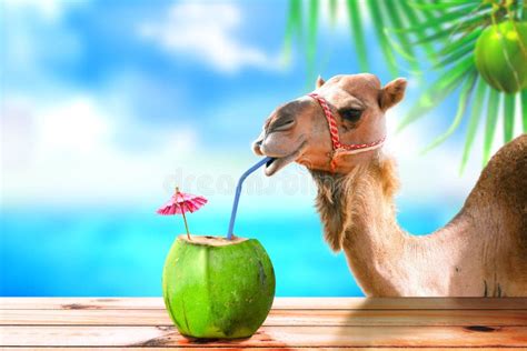 Camel In A Tropical Beach Island Drinking Coconut Juice Stock Image