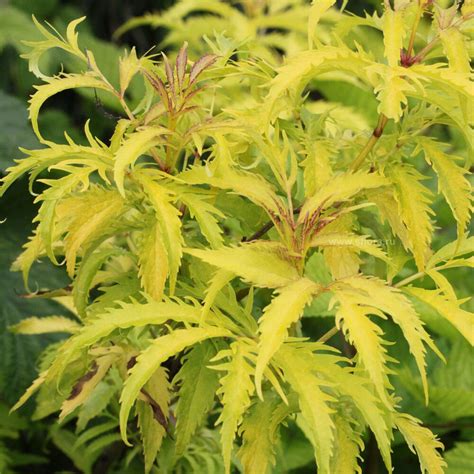 Бузина кистистая Плюмоза Ауреа: купить в Москве саженцы Sambucus ...