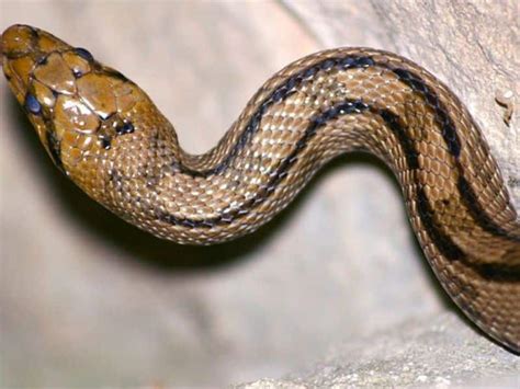 Snakes In Portugal 7 Common Species You May Encounter Travel Snippet