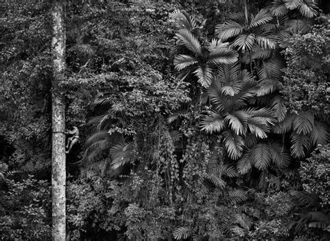 Sebastião Salgado Mentawai Climbing A Gigantic Tree Siberut Island