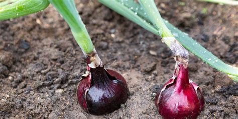 parts   onion bulb