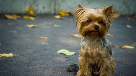 Yorkie Wallpapers Top Free Yorkie Backgrounds Wallpaperaccess