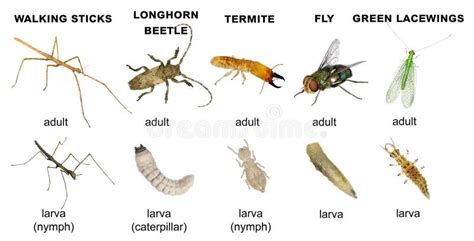 Termite Larvae Identification