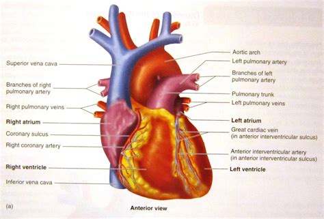 cardiovascular  circulatory system human anatomy  physiology