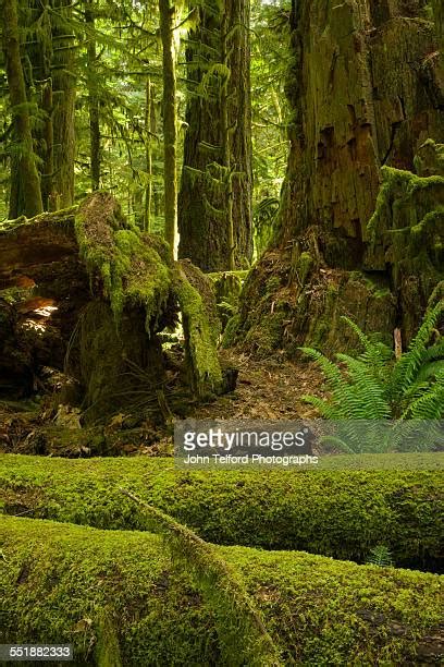 Canadian Redwood Photos and Premium High Res Pictures - Getty Images