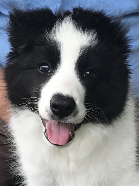 border collie colors bcsa