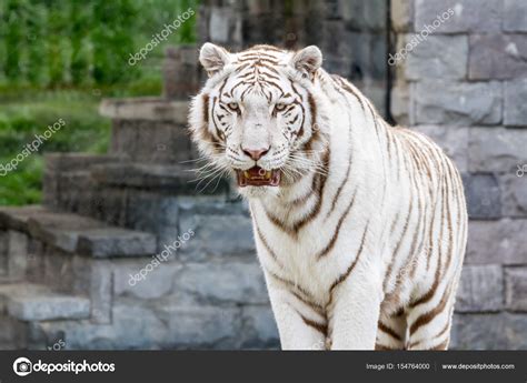 Tamanho De Um Tigre - Tigre Siberiano Branco: Características e Fotos – Mundo Ecologia