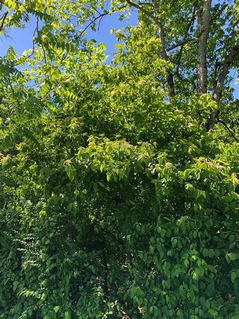 Roughleaf Dogwood | Goodlettsville, TN - Official Website