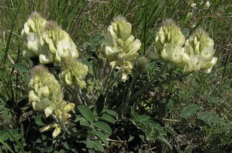 Эндемики России – животные и растения | Полный список эндемиков России