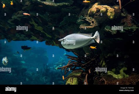 unicorn surgeon fish swims in reconstructed habitat, lisbon aquarium Stock Photo - Alamy